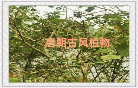 唐朝古风植物